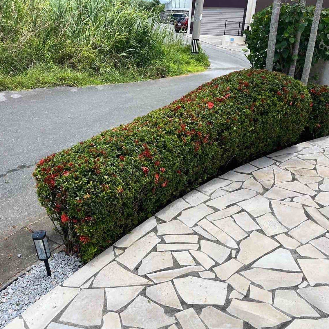The same ixora hedge trimmed into a clean rounded shape