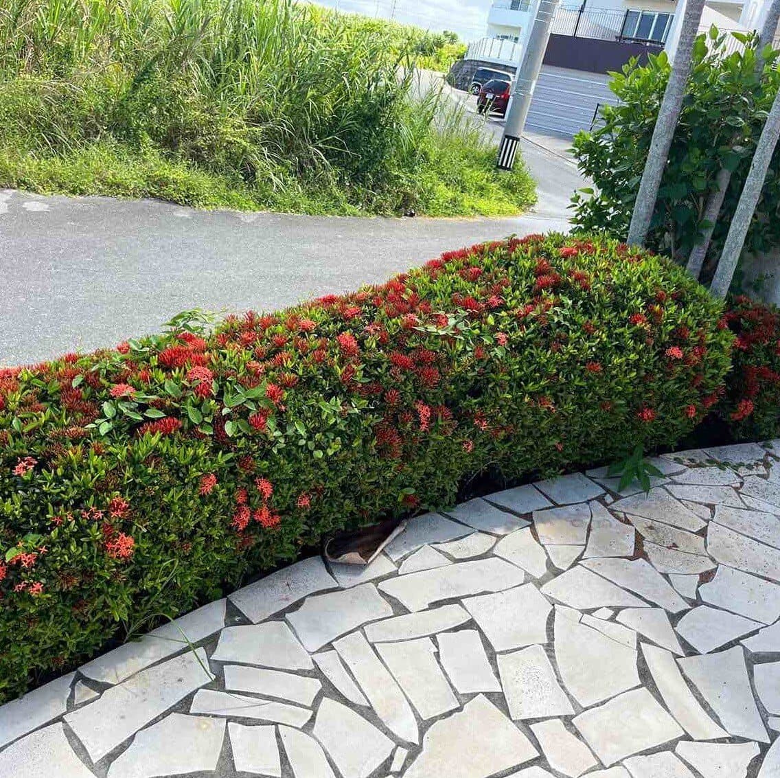 Overgrown ixora hedge along a flagstone path